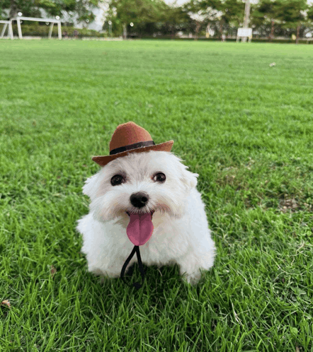 stupid dog that looks funny